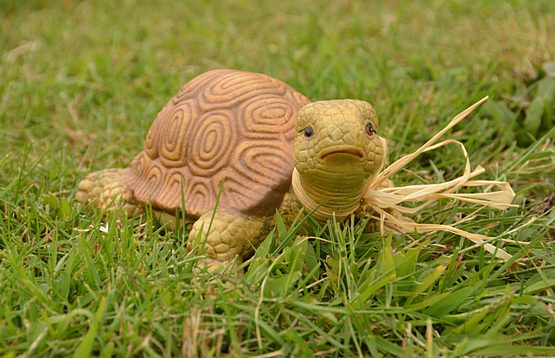 schildpad in gras